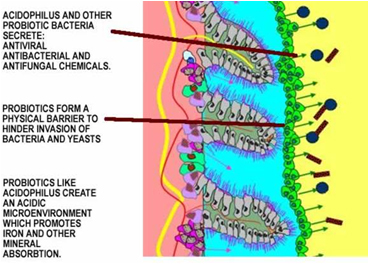 probiotics-4